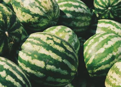 Vattenmelon Vattenmelon