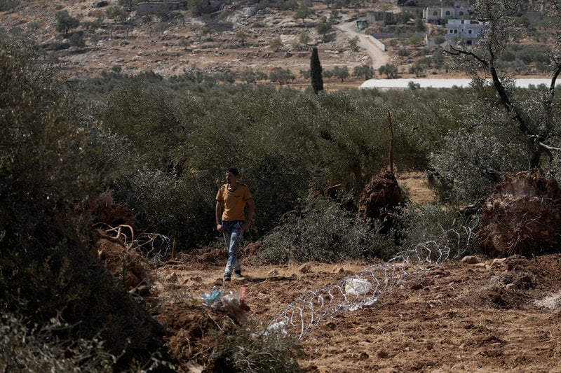 En palestinsk man som går längs taggtråd, efter att israeliska soldater ryckt upp mellan 3 000 och 10 000 olivträd vid byn al-Mughayyir i Västbanken i slutet av augusti.