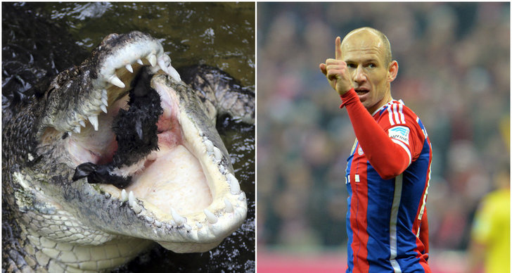 Krokodil, Qatar, Skada, Arjen Robben