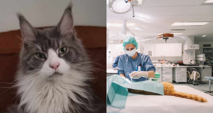 Veterinär, Katt