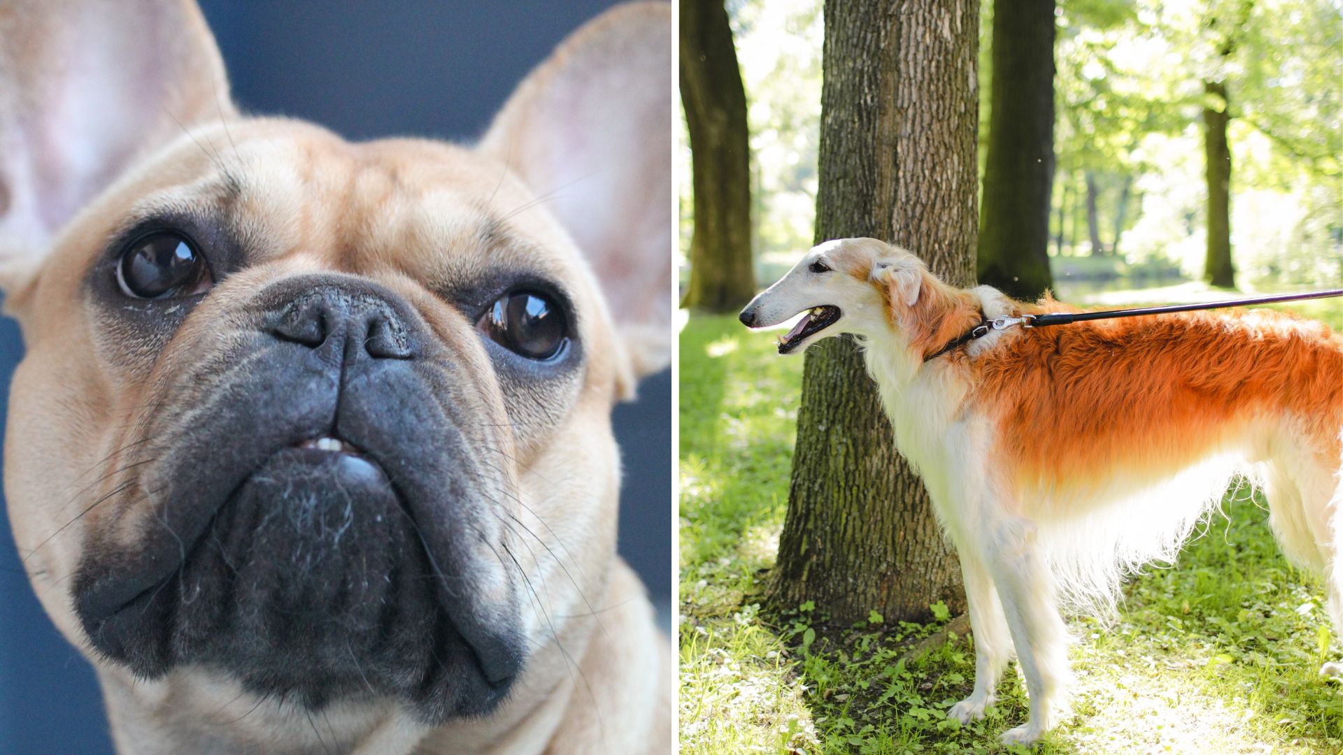 Here are the most naughty — and hardest to learn — dog breeds