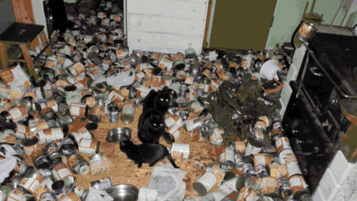 De 24 katterna levde på konservmat som paret slängde in.