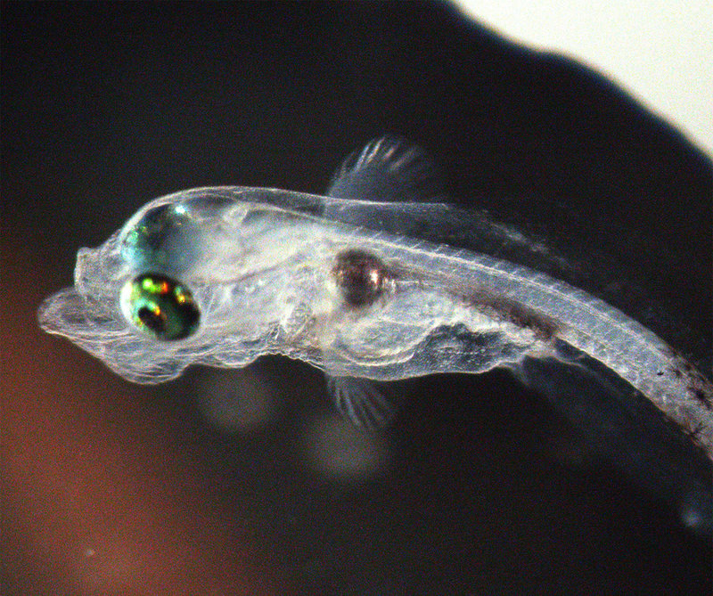 En torsklarv i förstoring. När djuret är i den här storleken blir den lätt mat åt andra. Pressbild.