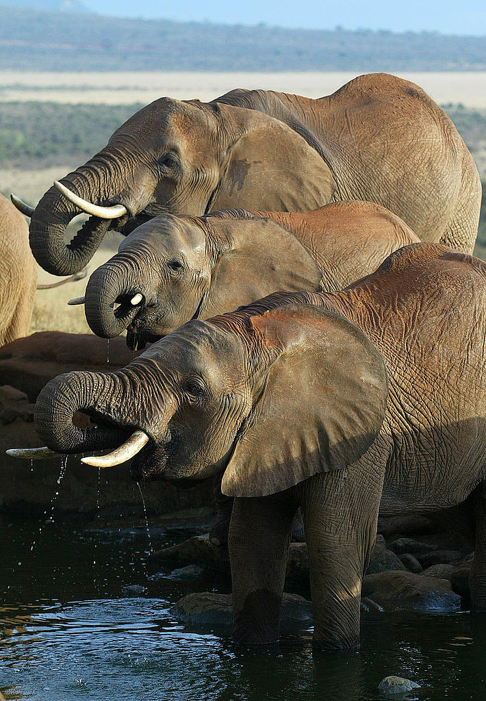Över 20 000 afrikanska elefanter dödas årligen för sina betar. 