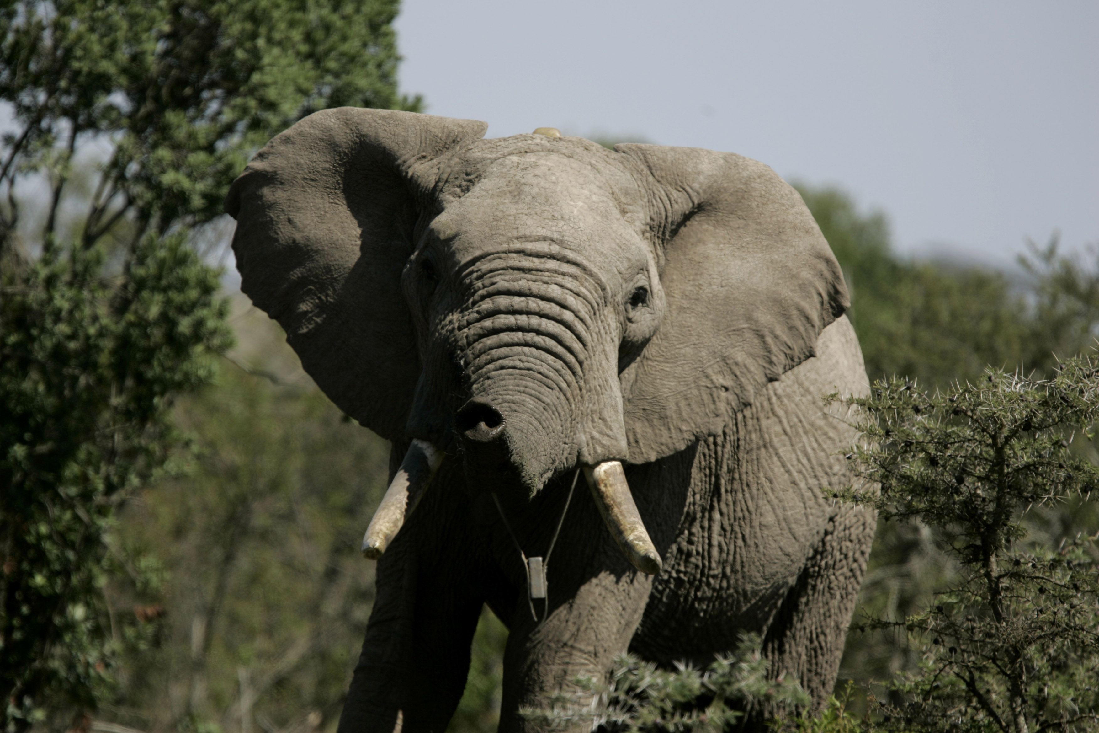 Afrika, Elefanter, Ökning, Kamerun, Sudan, Tjuvjakt, Jakt, Elfenben, Föräldralös, Elefant