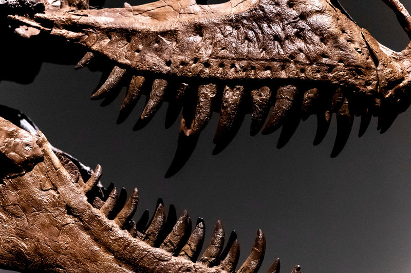 Den massiva skallen av Gorgosaurus med rader av vassa tänder visar tydligt att arten med stor sannolikhet var ett fruktat rovdjur.