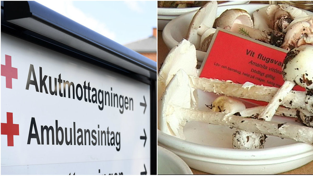 Kvinnan ska ha hittat en vit svamp som hon trodde var en champinjon utanför en skola i Skåne.