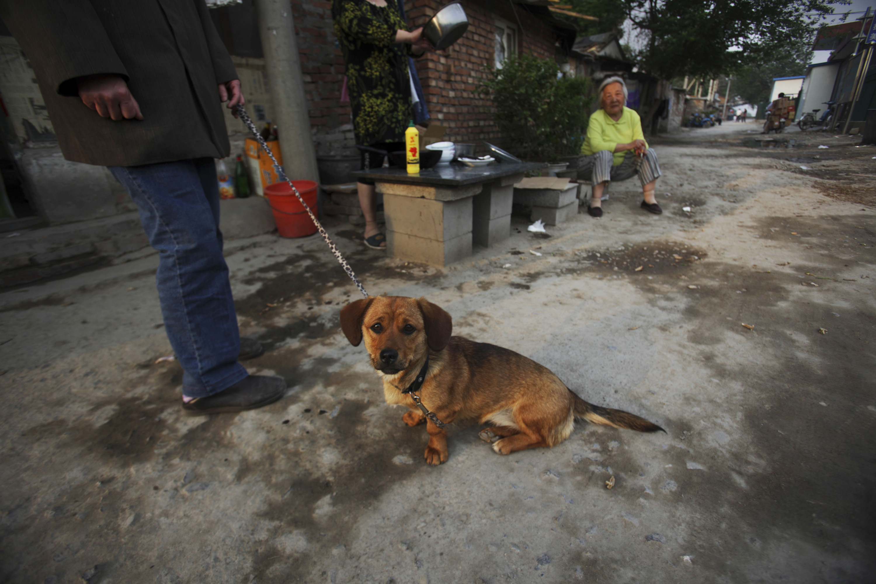 Hund, Shanghai, Kina, Brott och straff, Djur