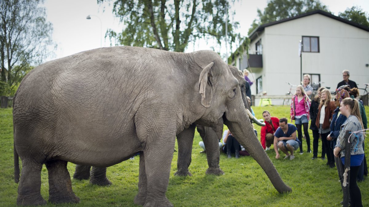 En elefant som rymt – eller en cirkusledning som släppt ut den?