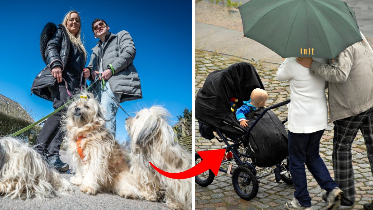 Var tredje svensk väljer hellre husdjur än barn