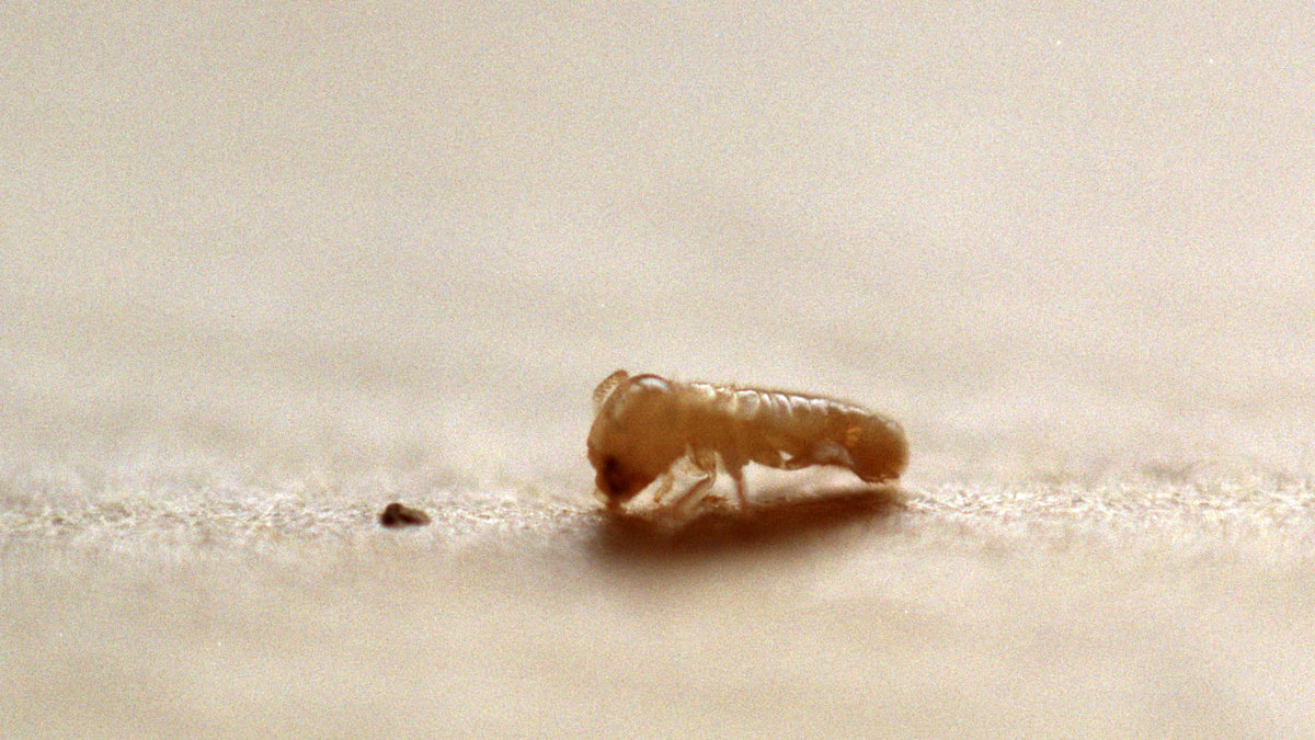 Termiter. I den taiwanesiska staden Kinmen är termiter ett stort problem för elförsörjningen. Senast i mars i år åt insekterna upp nergrävda elkablar och orsakade ett nytt stort elavbrott.