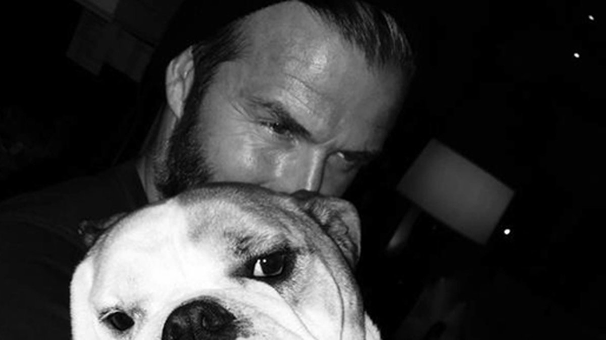 David Beckham gosar med sin hund.
