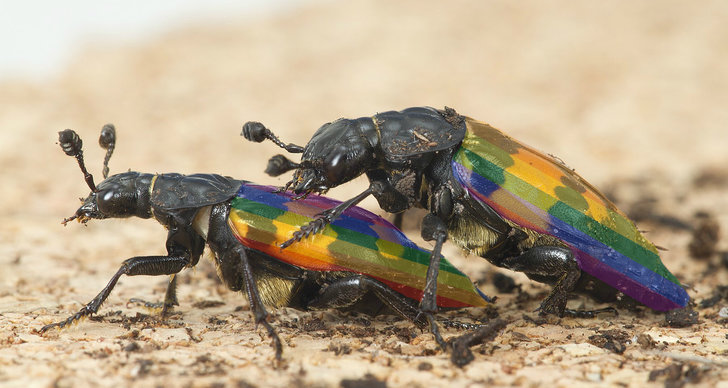 Homosexualitet, HBTQ, Vetenskap, Pride, Forskning, Skalbaggar