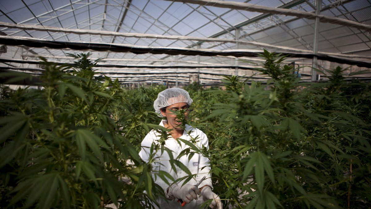 I norra Israel har en ny typ av marijuana framställts.