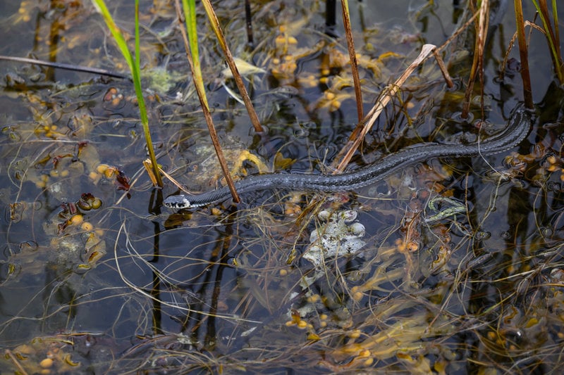 Både Länsstyrelsens och Sveriges geologiska undersökning (SGU) har kartlagt land, vatten och vattenmiljöer inför Nationalparkens bildande. Det innebär att man har bättre koll på vad som finns i området.