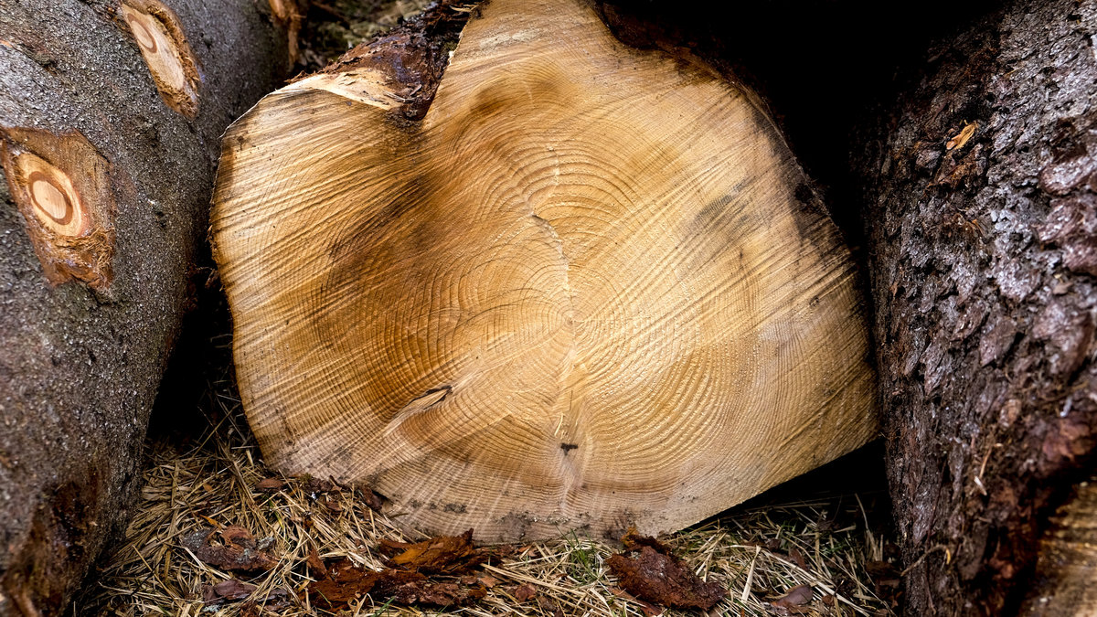 Person allvarligt skadad i trädfällningsolycka