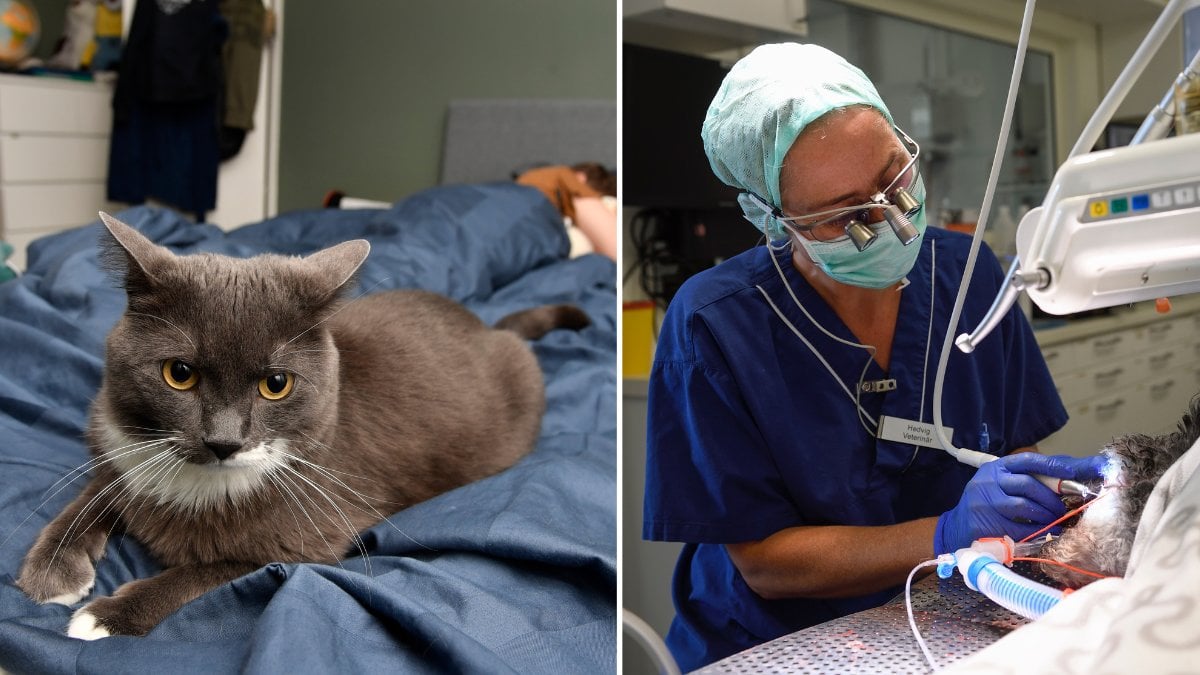 Kattägare varnas: Vanliga vården har blivit tusenlappar dyrare