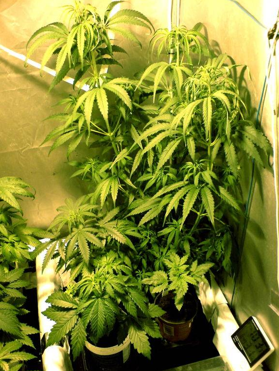 Den funna cannabisodlingen var fullt utrustad med växthus, värmelampor, termometrar, fläktar och växtgödning.