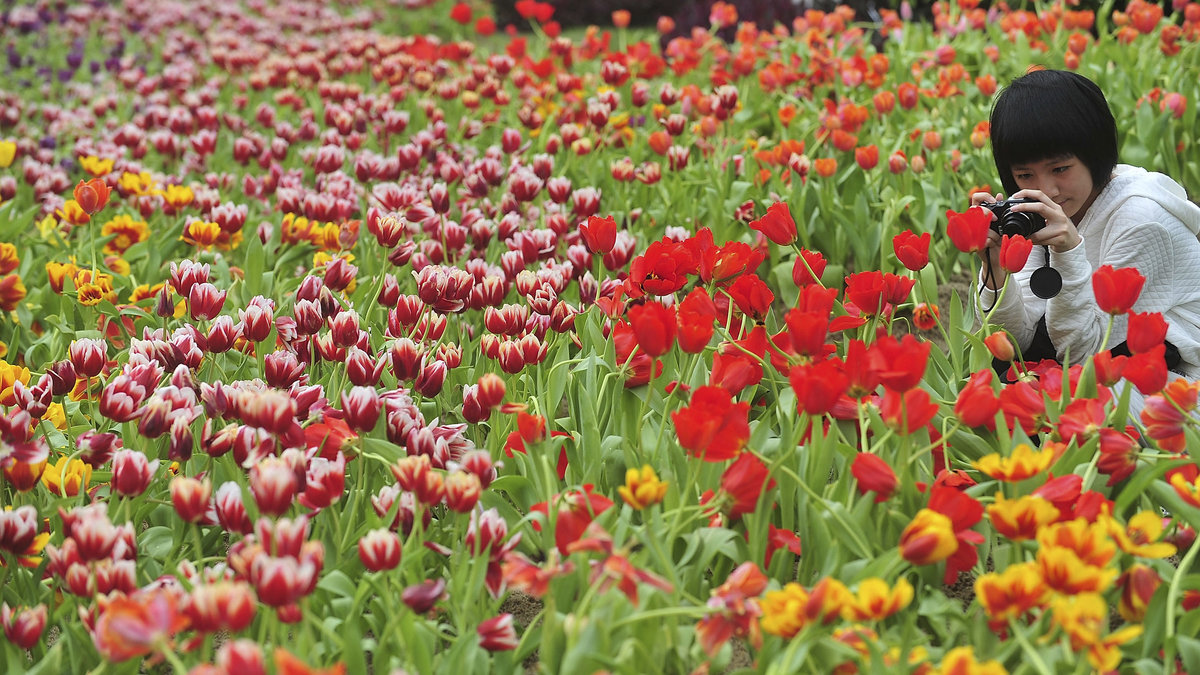 7. Varje år skickar Nederländerna 20 000 tulpaner till Kanada som tack för den hjälp de fick av dem under andra världskrigen. 