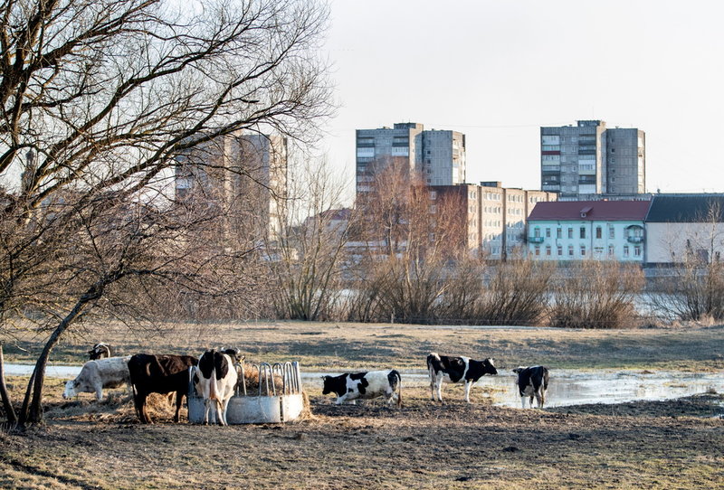 Betande kor i det lilla liatuiska samhället Panemune. Bakom korna syns floden Njemen, och på den andra sidan floden ligger staden Sovjetsk i den ryska exklaven Kaliningrad.