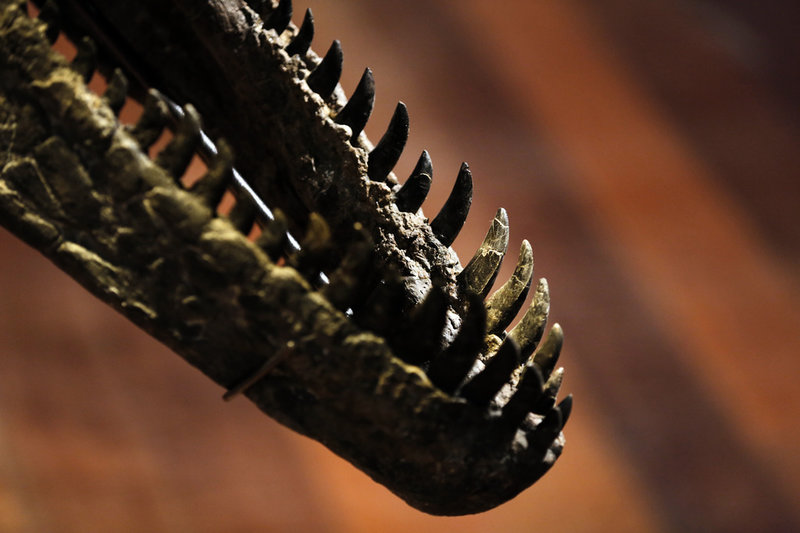 Allosaurus och dess nära släktingar hade ganska smäckra käkar med smala, vassa tänder.