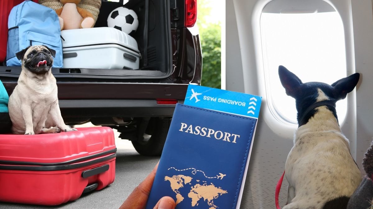 Nya regler för dig som reser med djur införs 22 april 2026