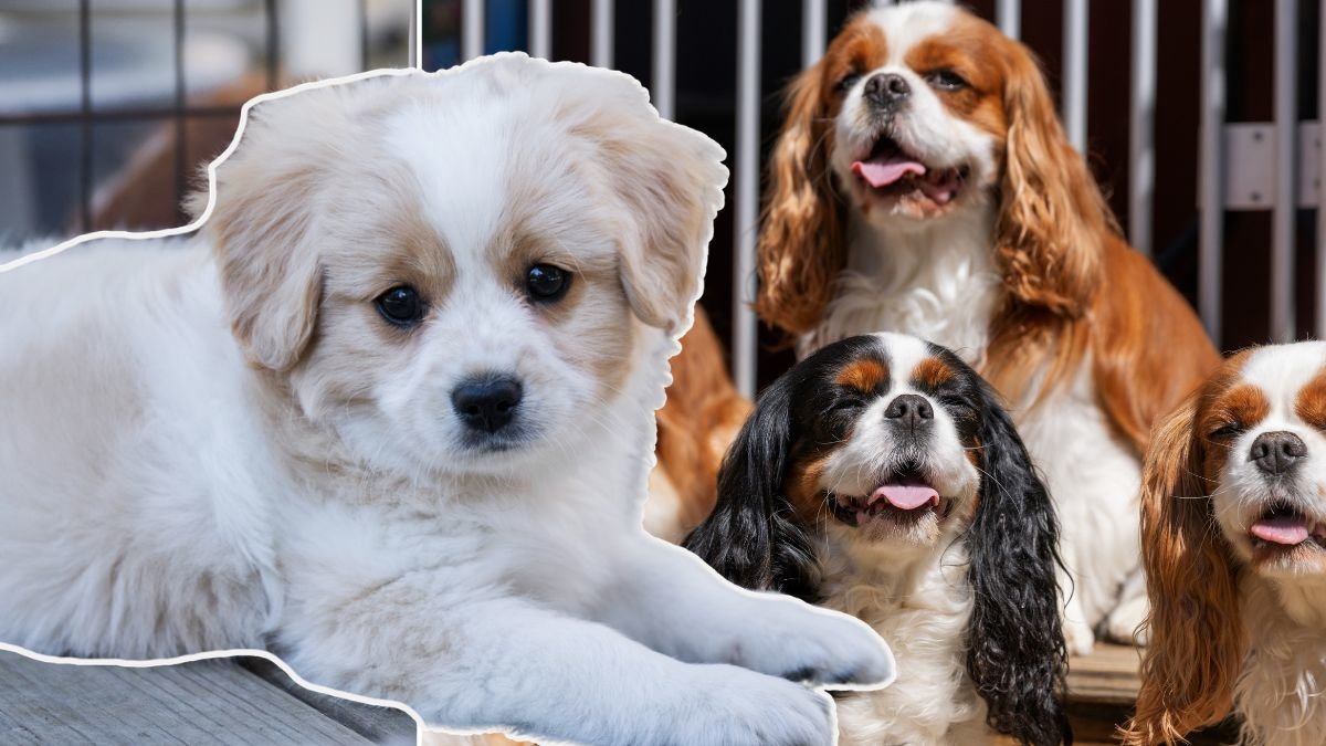 Kravet på “föräldradagar” för nya valpägare ökar