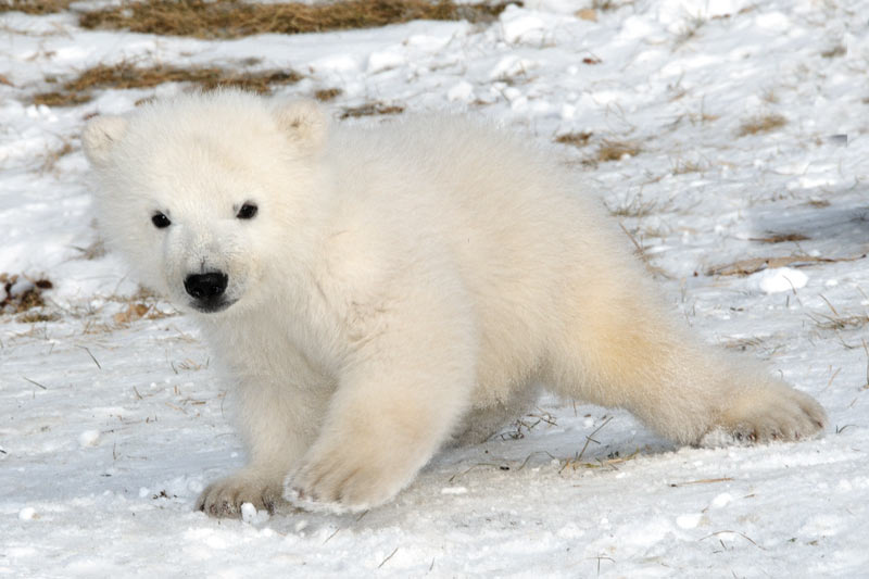 98 dagar gammal: Isbjörnsungen har precis lärt sig att gå och nu behöver han ett namn. 