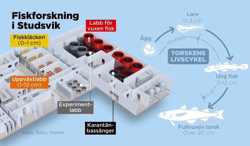 Ett fiskforskningslabb i Studsvik ska försöka rädda torsken och andra hotade fiskar i Östersjön.