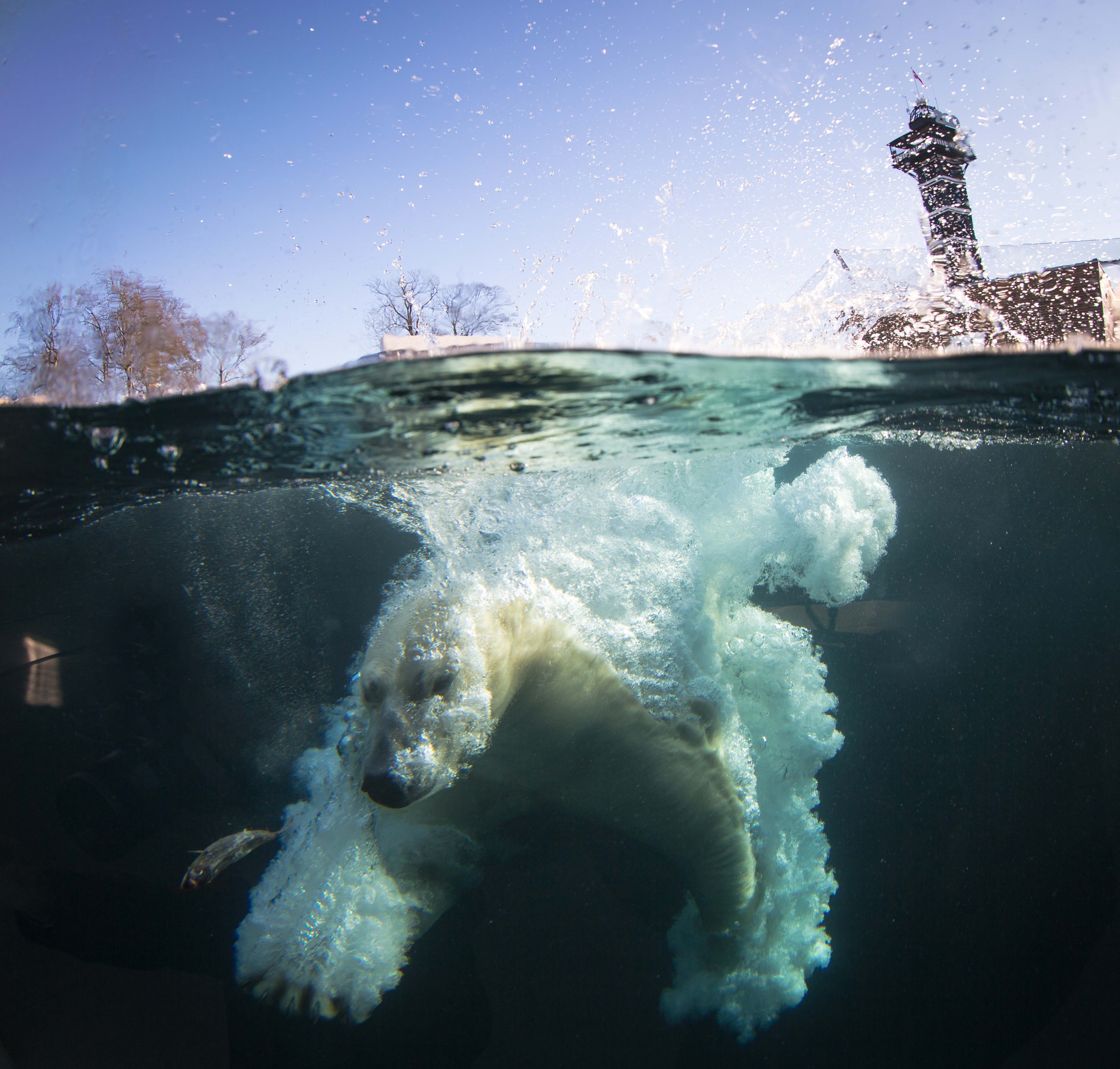 Plums.  Enligt zoologen Kenneth Ekvall, vid Stockholms Universitet, är isbjörnen fem gånger så mycket starkare än människan. 