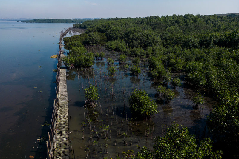 Mangroveträd växer i en återställd mangroveskog där det tidigare legat en soptipp i Duque de Caxias, Brasilien. Bilden är från 2023. 