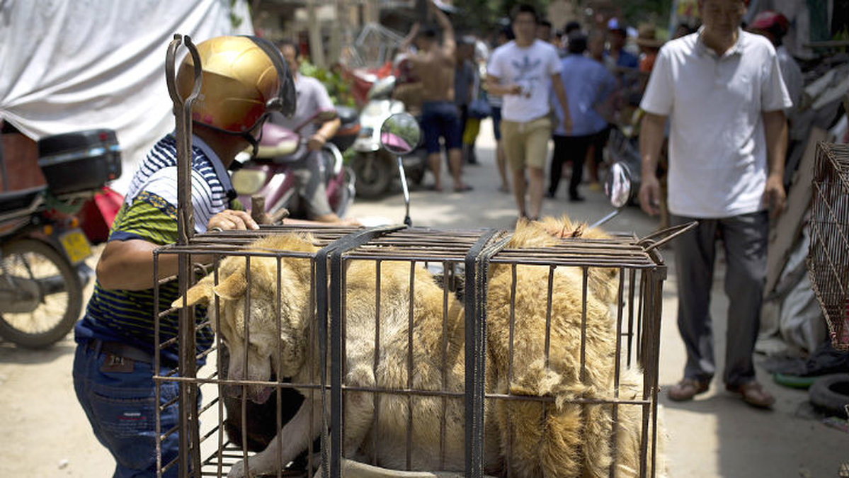 Bild från den årliga matfestivalen som hålls i Yulin i Guangxiprovinsen i Kina. Matfestivalen är ökänd för att sälja levande hundar och servera hundkött enligt en 400 år gammal tradition.