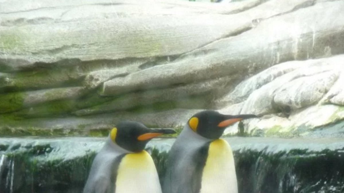 De såg inget intresse i att fortplanta sig med kvinnliga pingviner. 