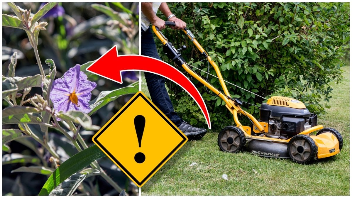 Varning: Klipp inte "superogräset" – då händer det här