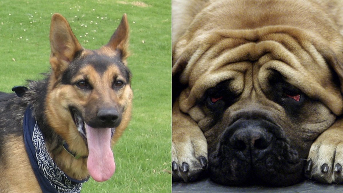Schäfer och mastiff är två av hundraserna spm veterinären avråder ifrån att köpa. 