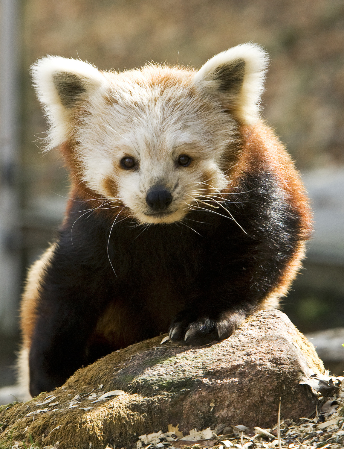 Här är en fullvuxen mindre panda.