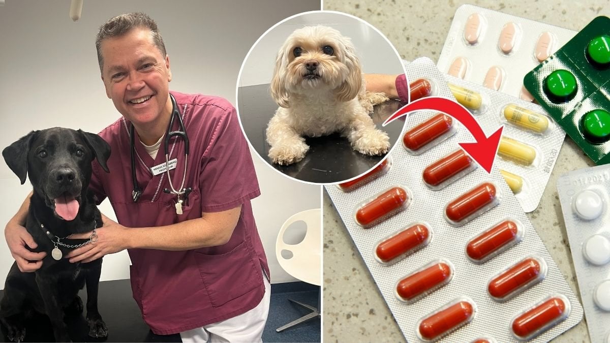 Hundars liv kan bli längre med piller – men experten varnar