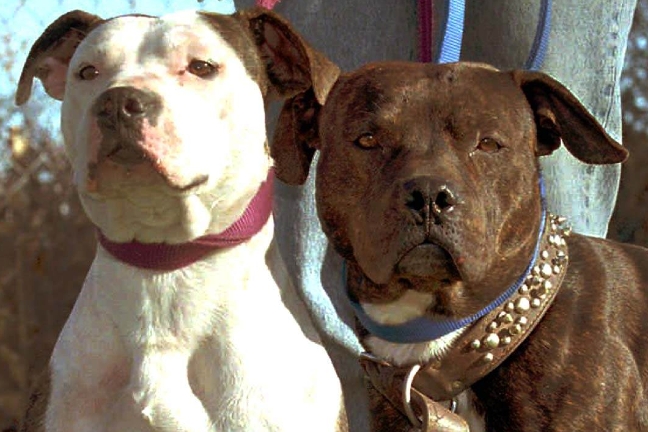 Dödsfall, Pitbull, USA, Hund