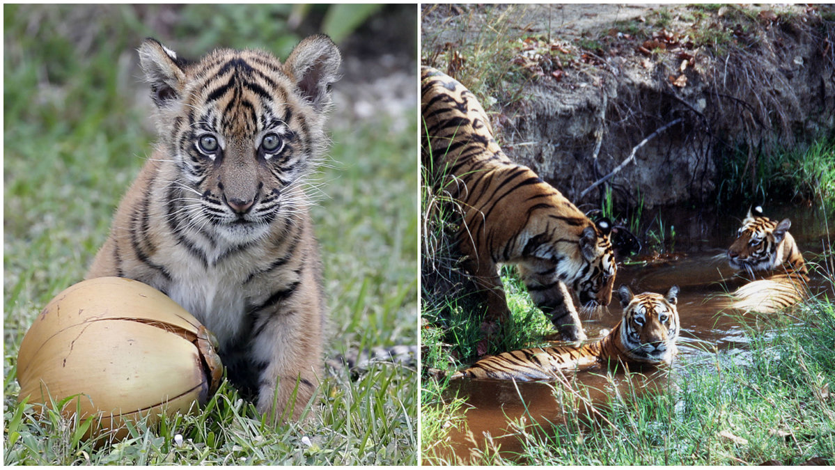 Ett forskarlag har upptäckt att det finns tillräckligt med regnskog för att de vilda tigrarna ska kunna fördubblas till år 2022.