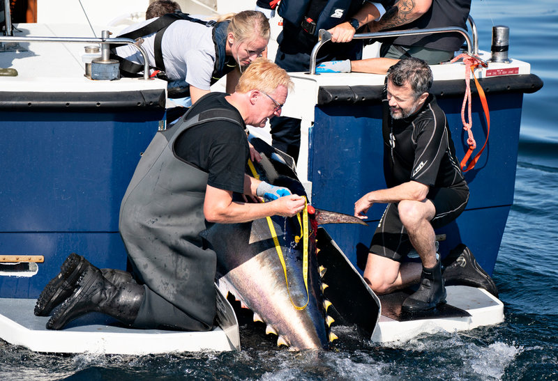 Danmarks kronprins Frederik (till höger) fick vara med när en blåfenad tonfisk skulle märkas utanför Skagen förra året. Arkivbild.
