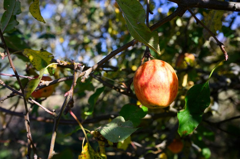 Någon gång har en östtysk soldat kastat ifrån sig ett äpple. I dag växer ett träd på platsen.
