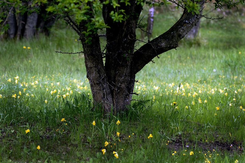 Ängsslåtter är en av skötselåtgärderna som fått stryka på foten. Här är ett träd på en blomsteräng om våren. Arkivbild.