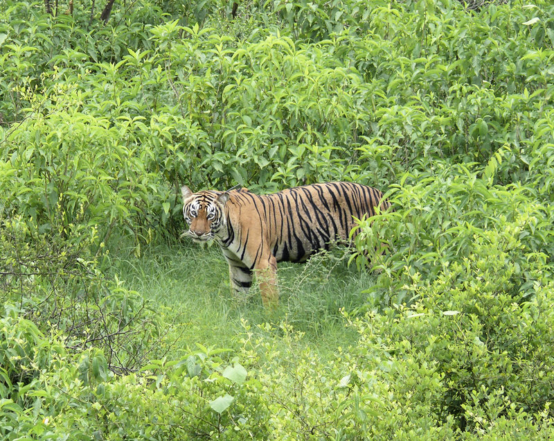 Tigerhona i nationalparken Sariska i delstaten Rajasthan i Indien. Indien har nu cirka 3 000 tigrar, två tredjedelar av hela världspopulationen.