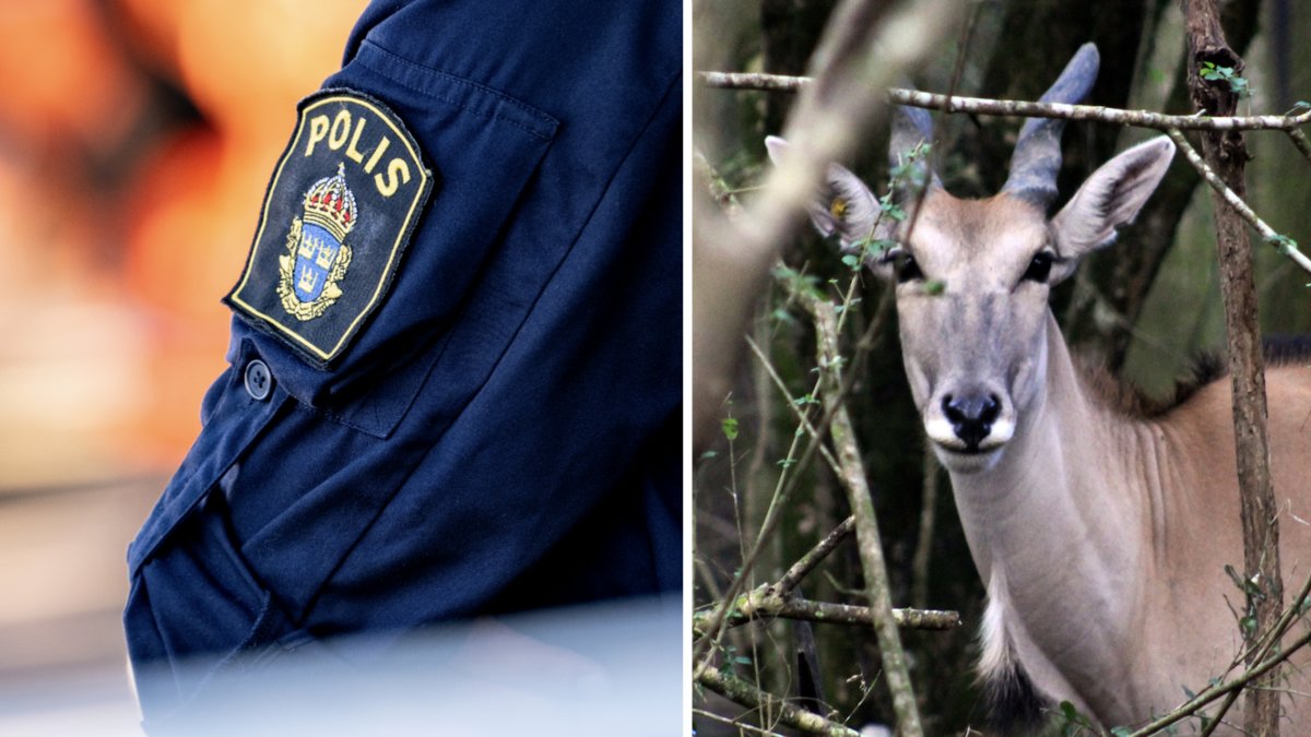 Den anställde som dog på en djurpark på Öland under helgen stångades ihjäl av en eland – eller så kallad älgantilop.