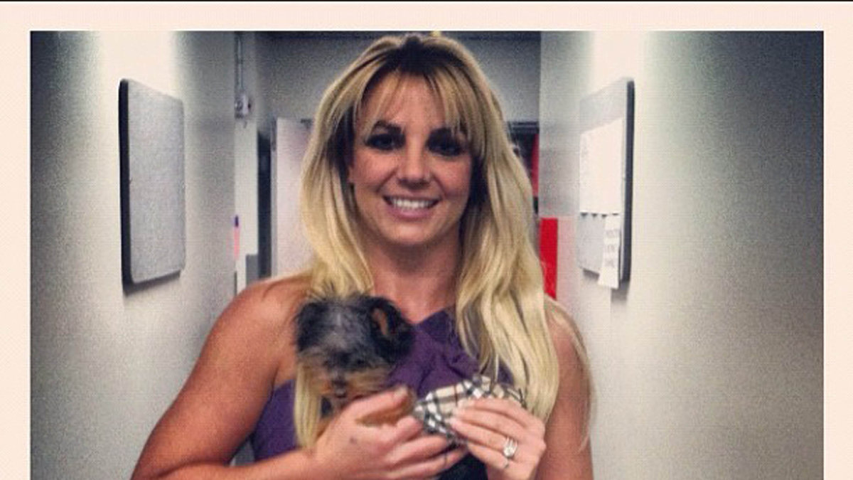 Britney Spears med mini-hund. 