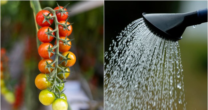 Sommar, Grönsaker, Tomater, Sverige