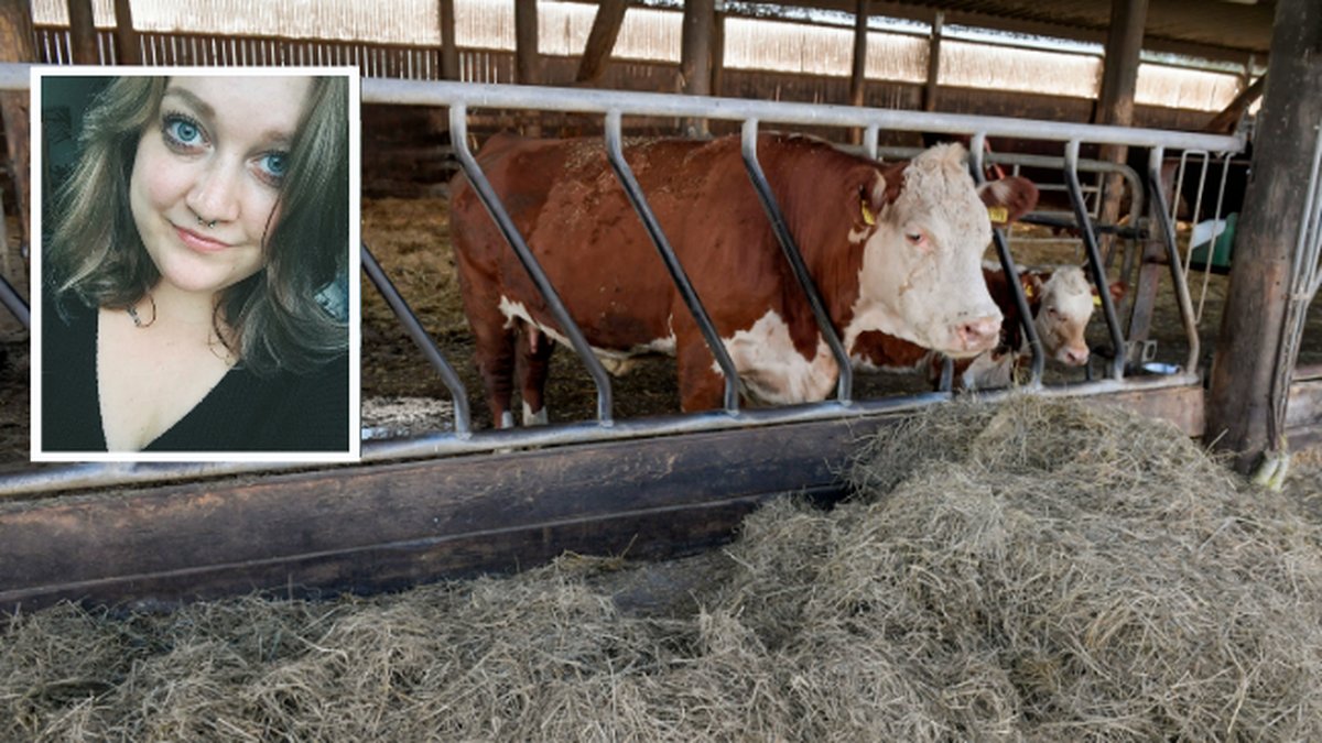En värmebölja i Sverige har gjort så att bönderna haft det svårt att få fram foder samt tvingats nödslakta sina kor.