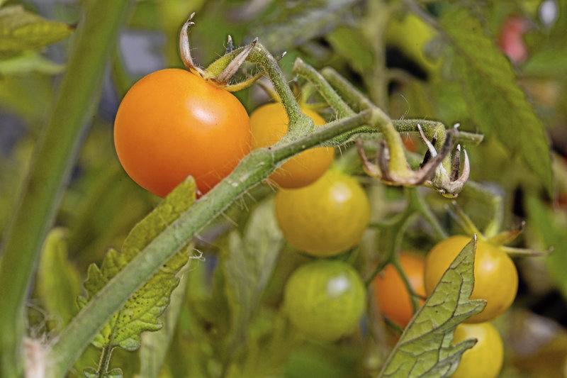 Odla tomaterna själv när de blivit så dyra i butik? Arkivbild.
