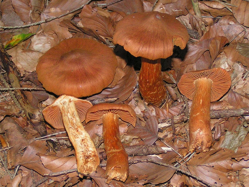 Toppig giftspindling. Foto: Eric Steinert , CC BY-SA 3.0, via Wikimedia Commons