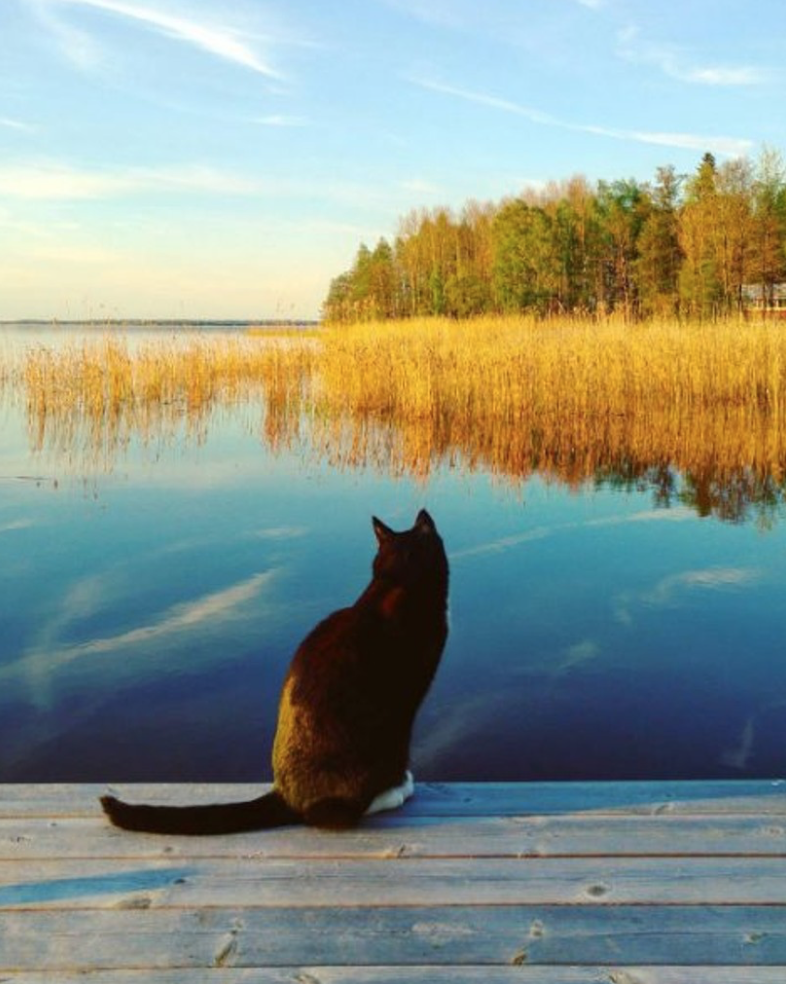 Kattnamn Kattnamn